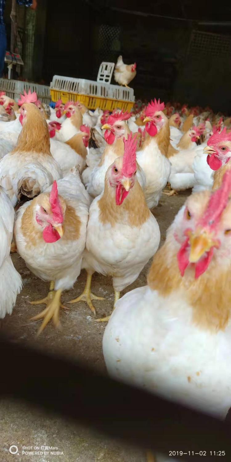 广 西三黄鸡 农家散养谷物喂养土鸡新鲜宰杀非老母鸡 冷链配送_f30a0c7c.jpg