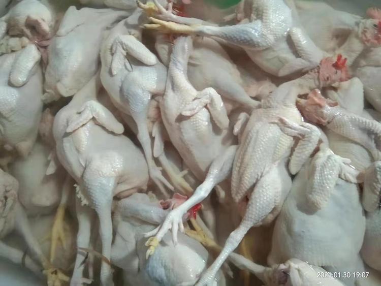 广 西三黄鸡 农家散养谷物喂养土鸡新鲜宰杀非老母鸡 冷链配送_5334458b.jpg