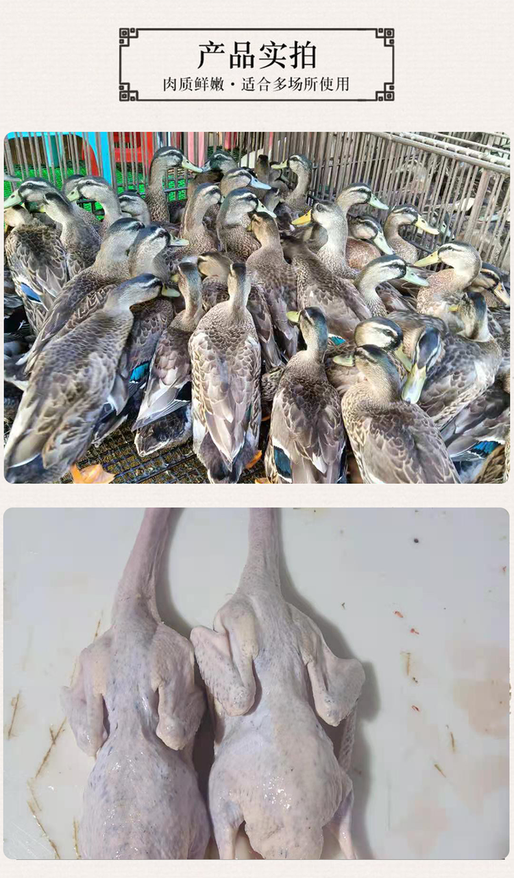 清 远小水鸭 冰冻锁鲜鸭肉生鲜整只鸭去内脏 冷链配送_66a1e0ca.png
