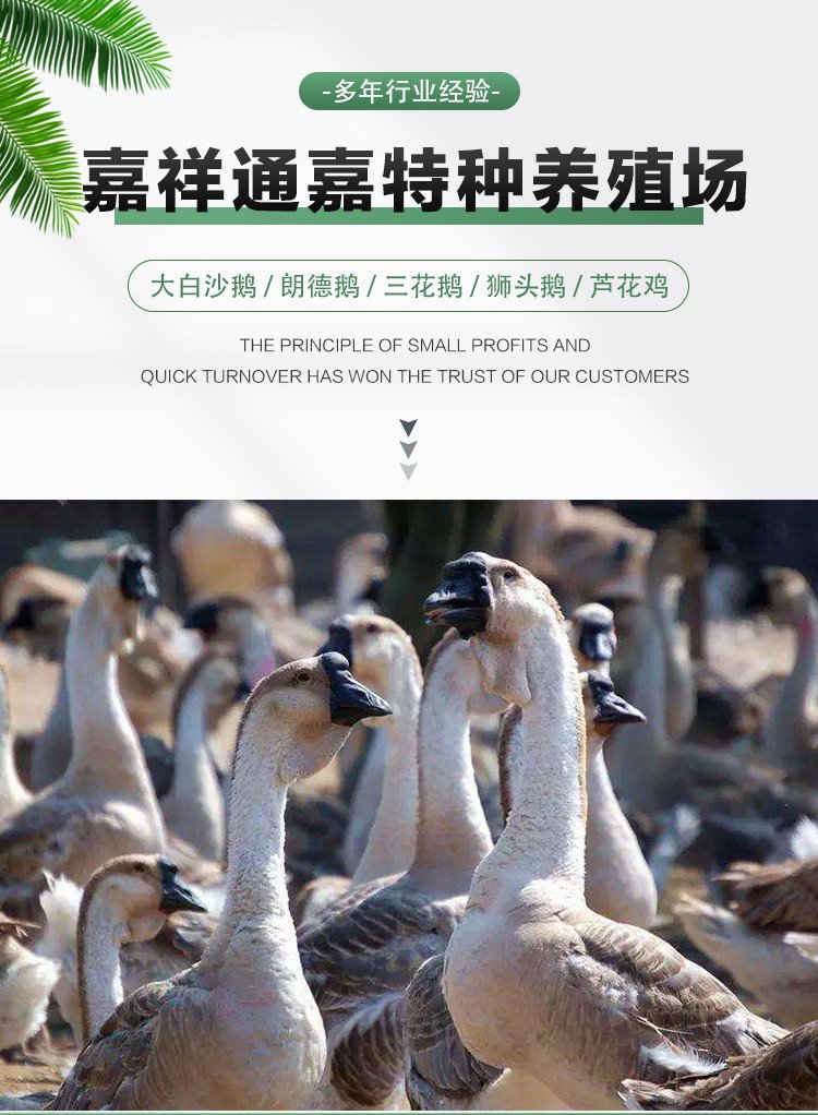 成年散养商品三花鹅种鹅 抗病能力强羽毛洁白_11ca538b.jpg