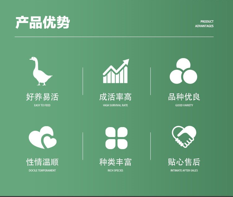 成年散养商品三花鹅种鹅 抗病能力强羽毛洁白_0720693f.jpg