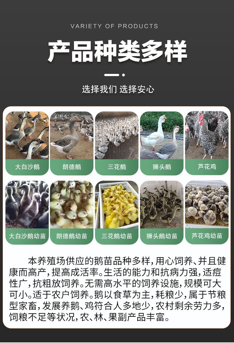 成年散养商品三花鹅种鹅 抗病能力强羽毛洁白_ce638046.jpg