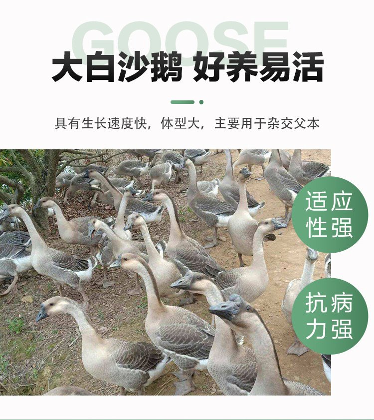 成年散养商品三花鹅种鹅 抗病能力强羽毛洁白_3870cb22.jpg
