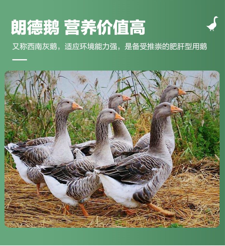 成年散养商品三花鹅种鹅 抗病能力强羽毛洁白_1649d5a4.jpg