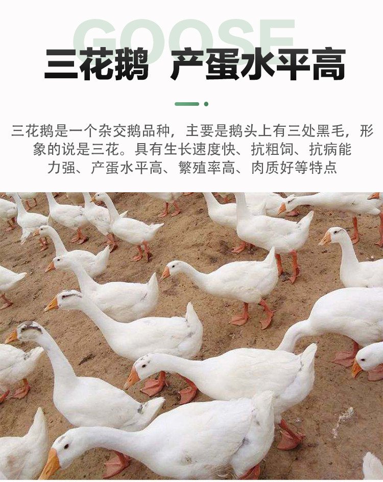 成年散养商品三花鹅种鹅 抗病能力强羽毛洁白_4f28f5ff.jpg