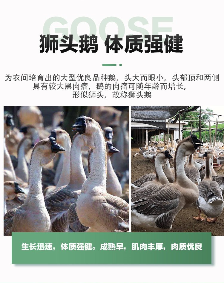 成年散养商品三花鹅种鹅 抗病能力强羽毛洁白_b0cf583d.jpg