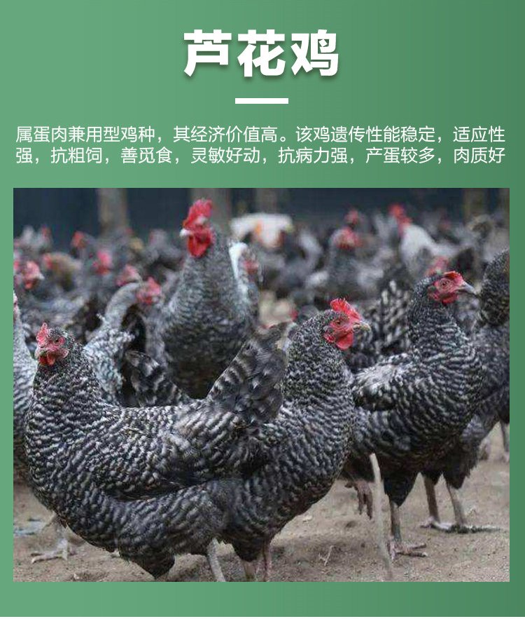 成年散养商品三花鹅种鹅 抗病能力强羽毛洁白_9af83bd7.jpg