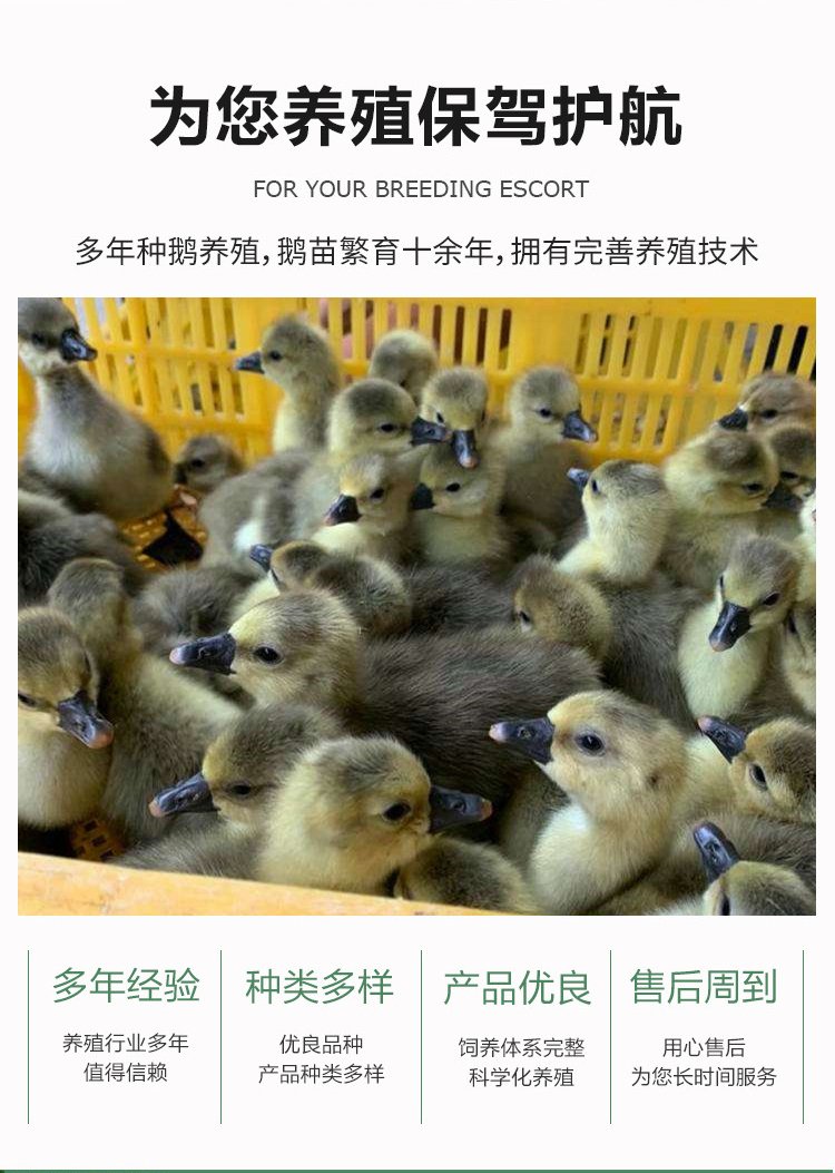 成年散养商品三花鹅种鹅 抗病能力强羽毛洁白_8d7c433a.jpg