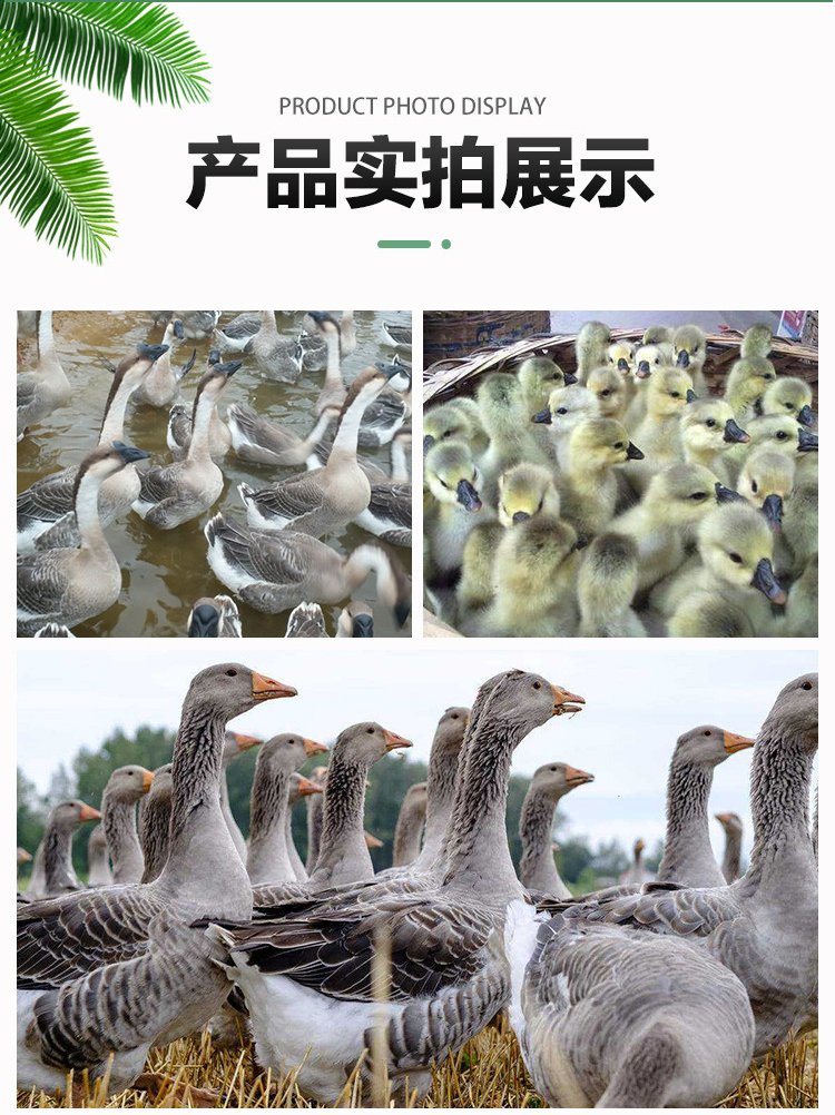 成年散养商品三花鹅种鹅 抗病能力强羽毛洁白_f6751726.jpg