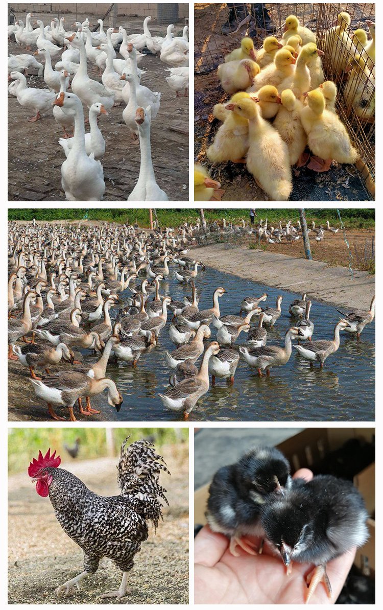 成年散养商品三花鹅种鹅 抗病能力强羽毛洁白(1).jpg