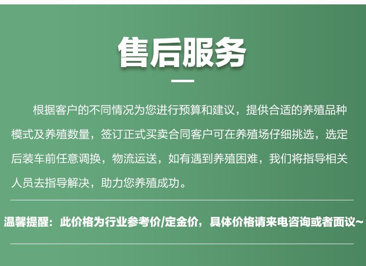 成年散养商品三花鹅种鹅 抗病能力强羽毛洁白_80fb5396.jpg