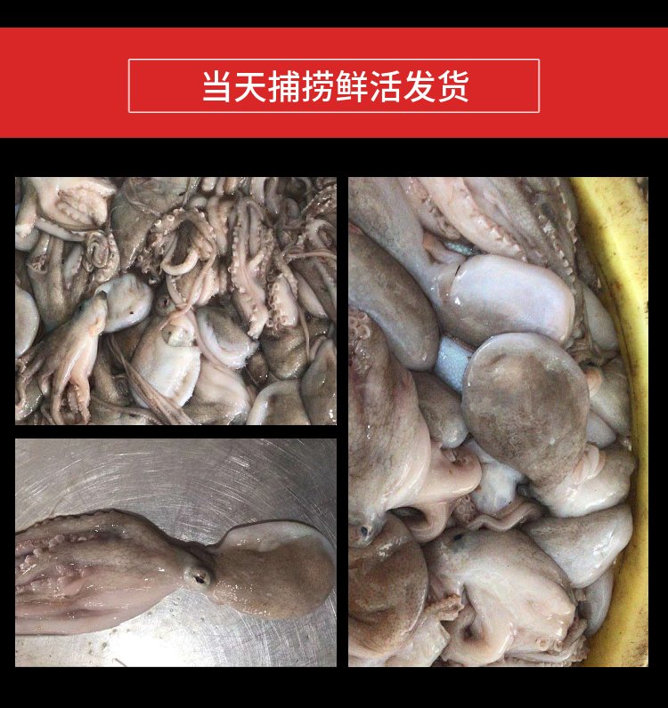 伟隆水产 冷冻八爪鱼 章鱼餐饭店供应长脚章 鱼批发_fef37faf.jpg