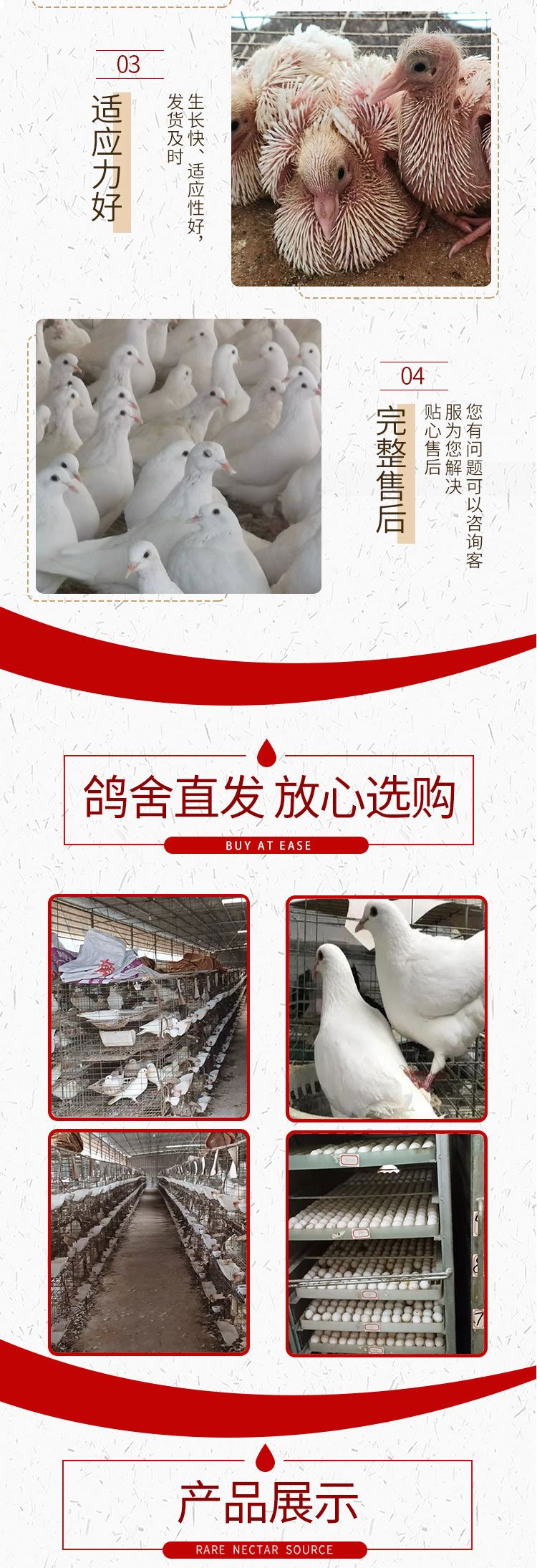 养殖批发改良种鸽 养殖大棚要求简单 投资少 可视频挑选鸽子_18ac24a3.jpg