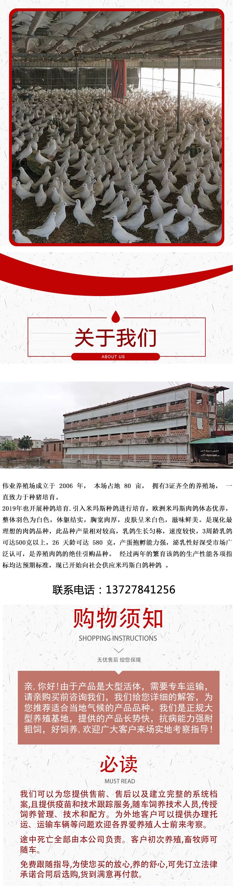 养殖批发改良种鸽 养殖大棚要求简单 投资少 可视频挑选鸽子_b1d4e1b7.jpg